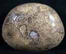 Polished Fossil Coral Head - Morocco #9329-1